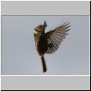 Parus Cristatus - Haubenmeise 14b.jpg